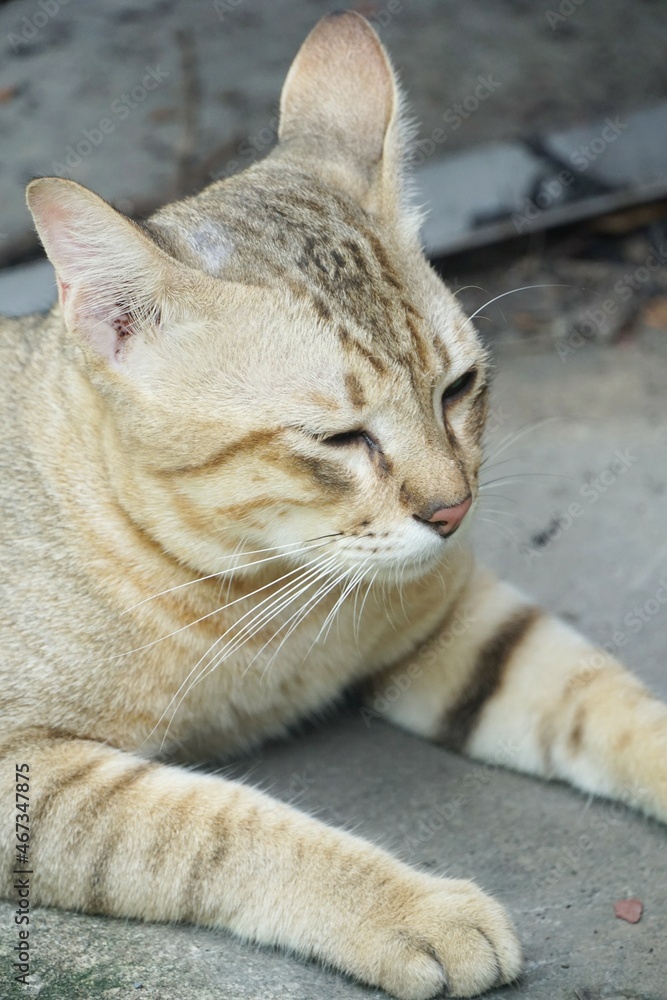 cute tabby cat in country Thailand cute tabby cat in country Thailand