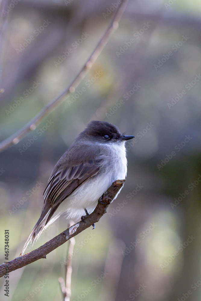 Fototapeta premium Chickadee bird on perch with black-capped