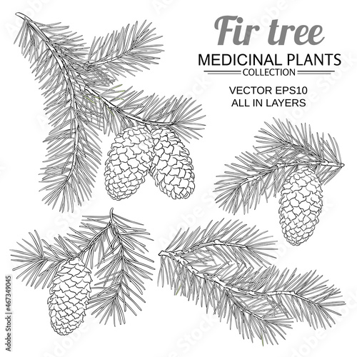 fir tree vetor set on white background