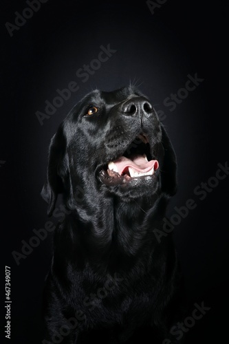 black labrador dog © eds30129
