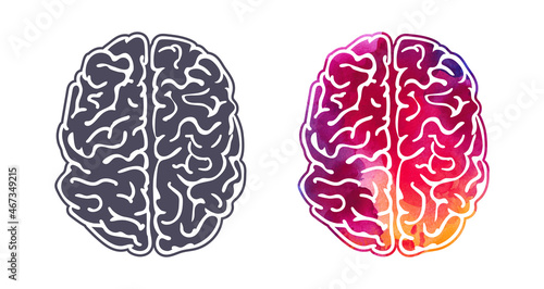 Vector watercolor illustration of brain isolated on white background