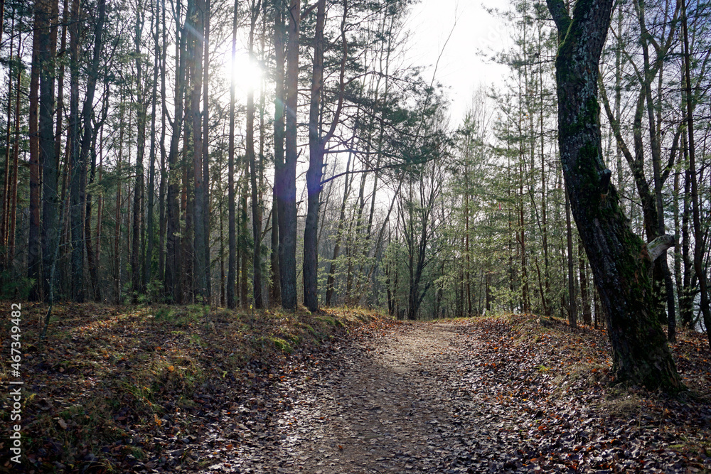 Fototapeta premium Late fall. November. Sunny day in the forest. Horizontal shot against the sun