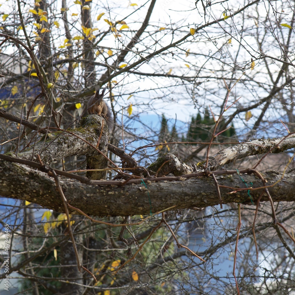 squirrel on a tree with a walnut in it's mouth squirrel on a tree with a walnut in it's mouth