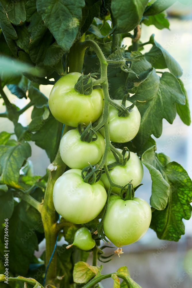 Unripe green tomatoes growing on the garden bed. Tomatoes in the greenhouse with the green fruits. The green tomatoes on a branch. Unripe green tomatoes growing on the garden bed. Tomatoes in the greenhouse with the green fruits. The green tomatoes on a branch.