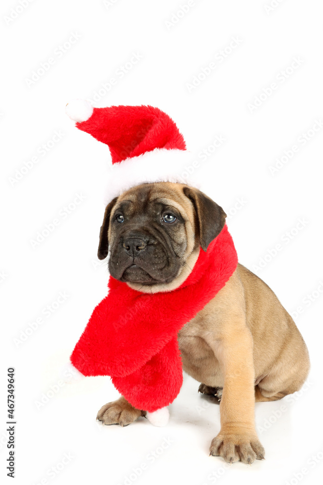 puppy bullmastiff  with disguise and christmas decoration 