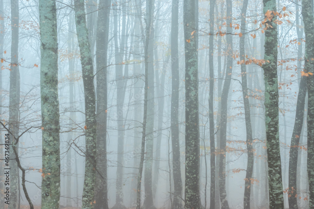 Fototapeta premium Woods in fog. Trunks of trees in a grayish-blue haze with yellow spots of falling autumn leaves. November mood wallpaper.
