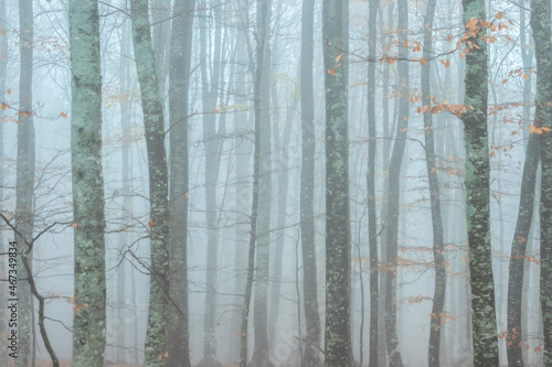 Woods in fog. Trunks of trees in a grayish-blue haze with yellow spots of falling autumn leaves. November mood wallpaper. © IRINA NAZAROVA
