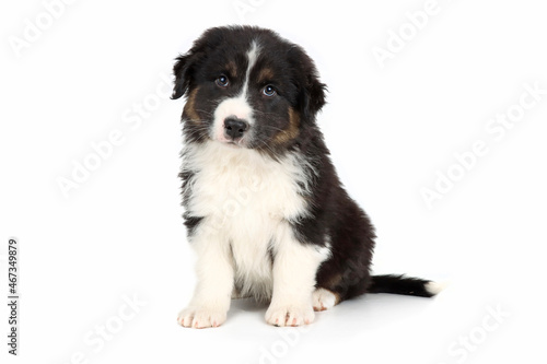 border collie puppy isolated on white
