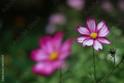 cosmos flower