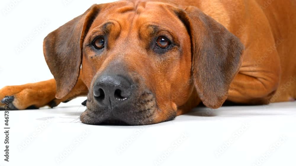 Close-up portrait of dog looking at camera laying on white background Rhodesian ridgeback Close-up portrait of dog looking at camera laying on white background Rhodesian ridgeback