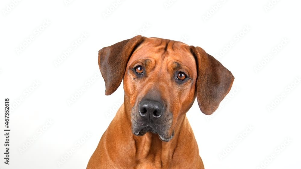 Portrait of dog looking at camera on white background. Rhodesian ridgeback. Portrait of dog looking at camera on white background. Rhodesian ridgeback.