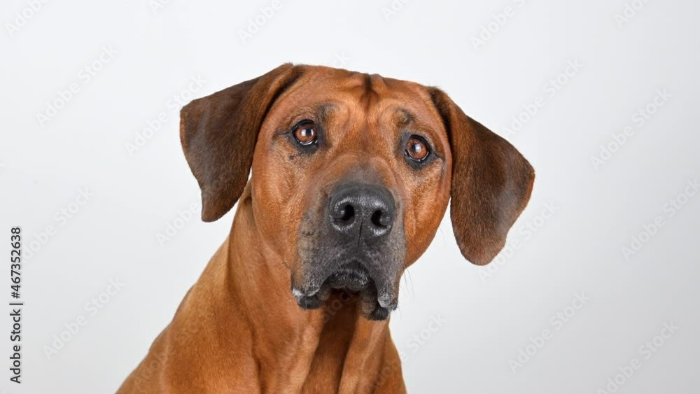 Close-up portrait of brown dog on white background. Rhodesian ridgeback. Close-up portrait of brown dog on white background. Rhodesian ridgeback.