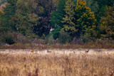 deer at the edge of a forest during autumn