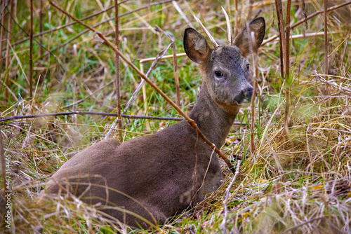 Fototapeta Naklejka Na Ścianę i Meble -  deer at the edge of a forest during autumn