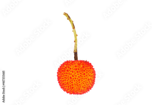 Photos Strawberry tree fruit isolated on white background, Arbutus unedo