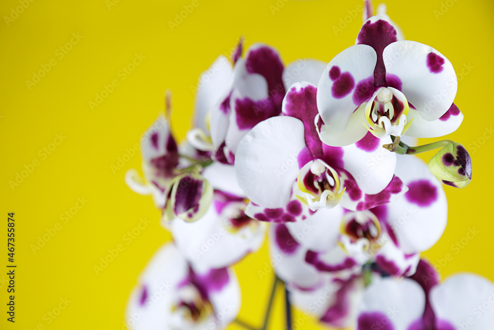 Garnet and white orchids against yellow background Garnet and white orchids against yellow background