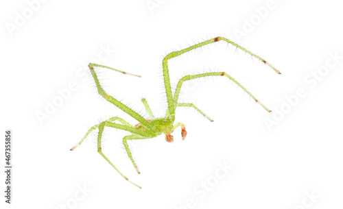 Crab spider isolated on white background, Heriaeus sp.