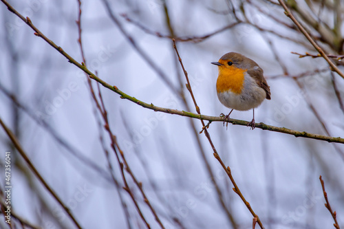 European Robin photographed in Germany, in European Union - Europe. Picture made in 2016.