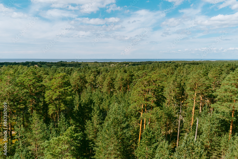 Naklejka premium Aerial view over the forest and swamp. Blue sky with white clouds, beautiful landscape