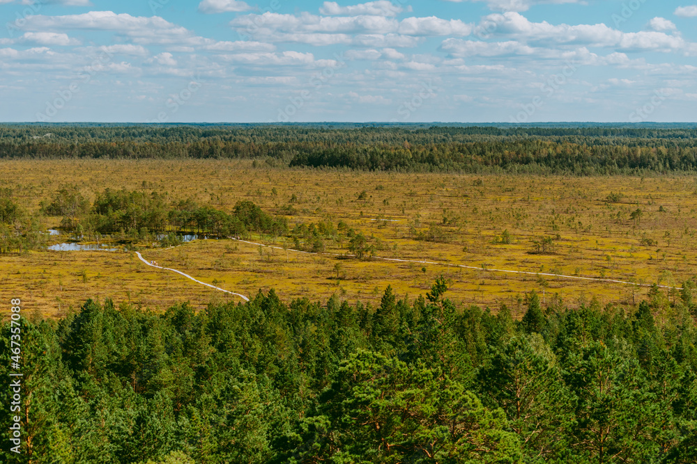 Fototapeta premium Aerial view over the forest and swamp. Blue sky with white clouds, beautiful landscape