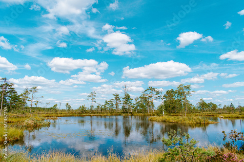 Beautiful swamp with old trees, small ponds and pine trees during a sunny summer day with blue sky and white clouds. Gorgeous landscape photography
