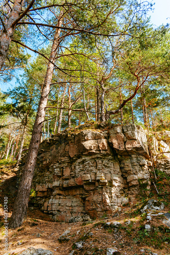 Sunshine coming through the trees in an evergreen forest by the Panga cliff in Saaremaa  Estonia