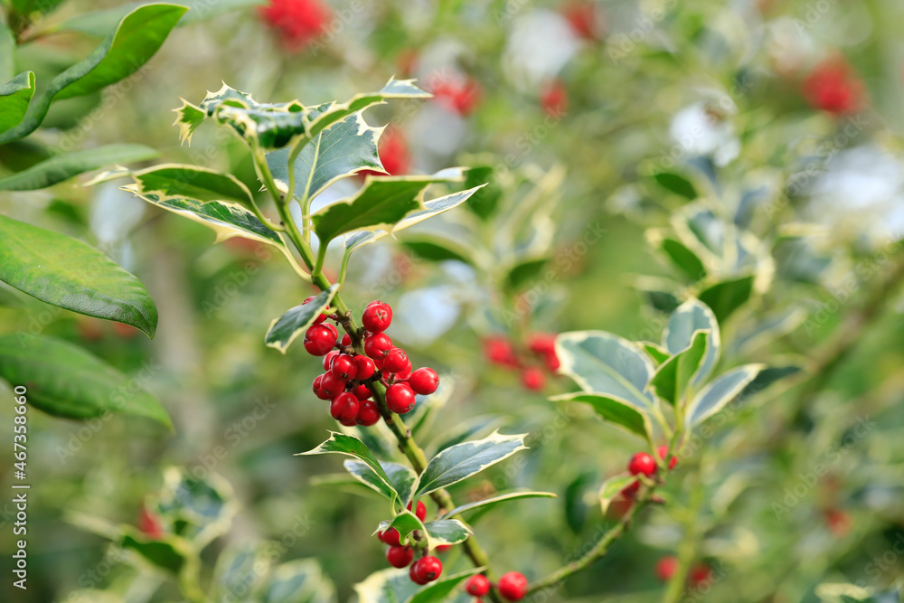 Green Holly with Red Berries Green Holly with Red Berries