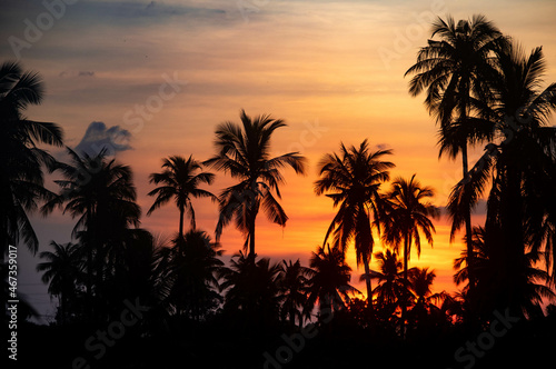 Fototapeta Naklejka Na Ścianę i Meble -  Silhouette at sunset in a coconut plantation in Thailand