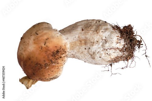 Large fresh organic Boletus or Porcini mushroom isolated on white background.