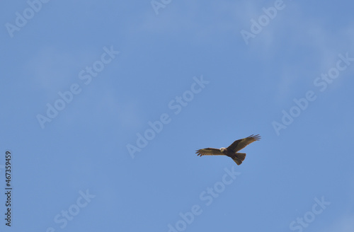 a hawk flying on an endless sky