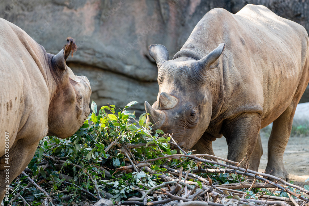 Fototapeta premium [動物]クロサイ（動物園の風景）