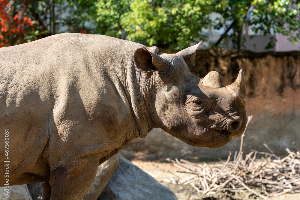 [動物]クロサイ（動物園の風景） Stock Photo | Adobe Stock