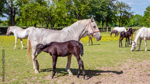 Beautiful Lipizzaner horses at the stud farm in Dakovo, Croatia.  