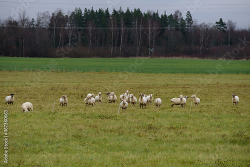 white sheep graze in a green field in the meadow in autumn