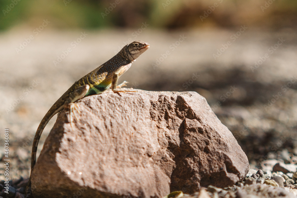 Lizard resting on a rock in the sun at Big Bend National Park Lizard resting on a rock in the sun at Big Bend National Park