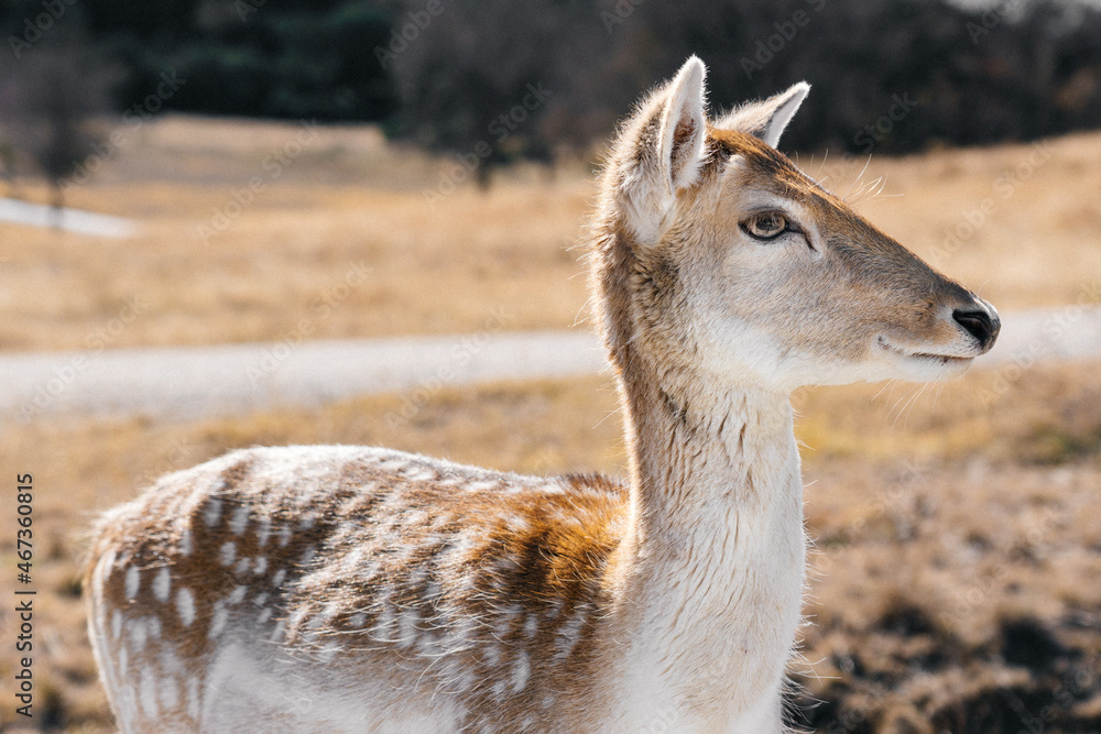 Young deer standing in a wildlife refuge on a sunny winter day