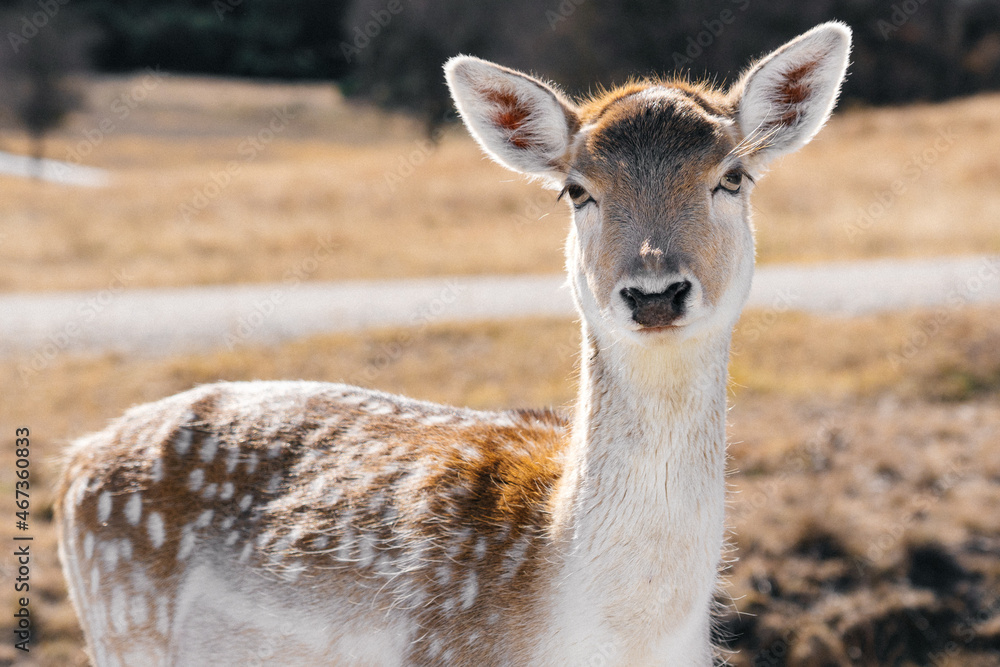 Young deer standing in a wildlife refuge on a sunny winter day