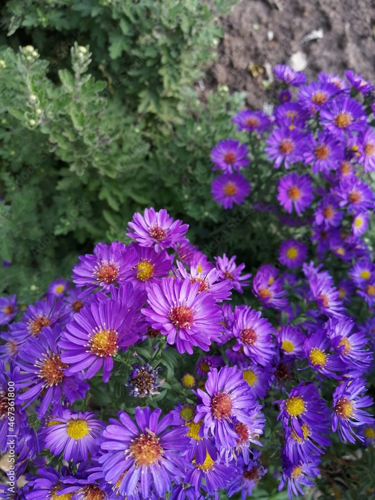 aster shrub bed. garden and vegetable garden, bright purple flowers