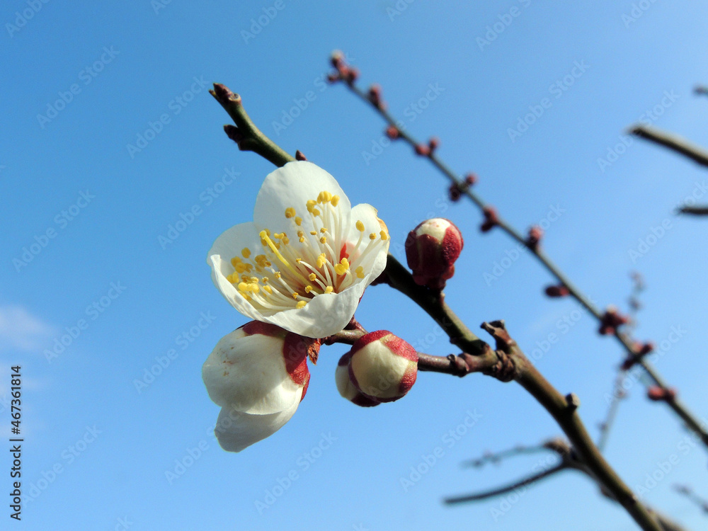 青空と梅