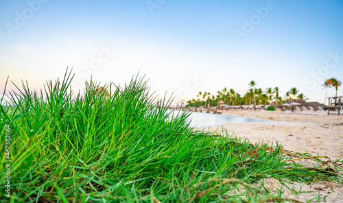 Fototapeta Naklejka Na Ścianę i Meble -  green grass on the beach