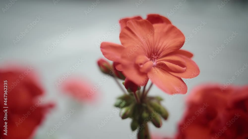 Close up of beautiful red geraniums flower. Slow motion. Close up of beautiful red geraniums flower. Slow motion.