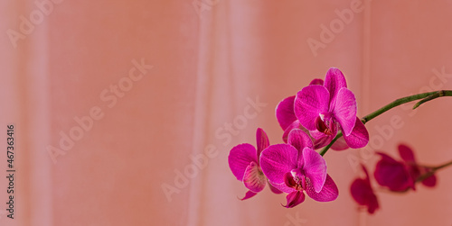 Purple orchid flower phalaenopsis. Blooming butterfly orchids. Copy space. Floral banner. Color trend 2021 2022. photo