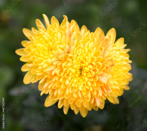 Flowering yellow chrysanthemums (Chrysanthemum)