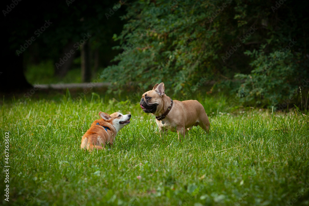 French Bulldog and Corgi are playing in the park on the grass.
	
