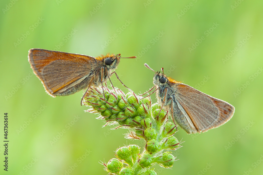 Obraz premium Butterflies Of The Central Part Of Russia. Morning awakening
