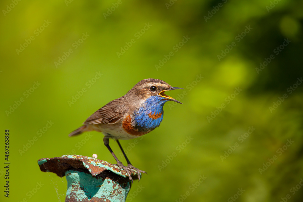 Bluethroat. Birds of Central Russia