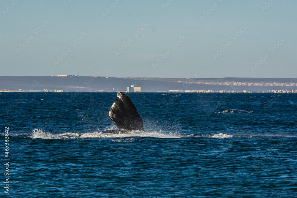 Fototapeta premium Whale with the city of Puerto Madryn in the background, Patagonia, Argentina