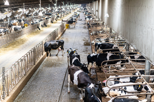 Inside the dairy farm