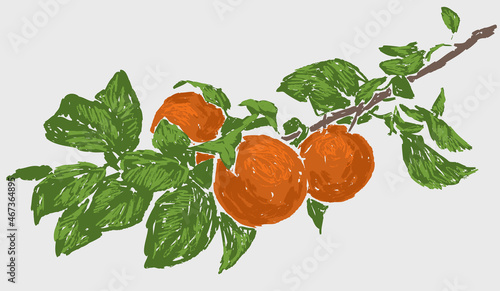 Vector drawing of branch with ripe orange mandarins and green leaves