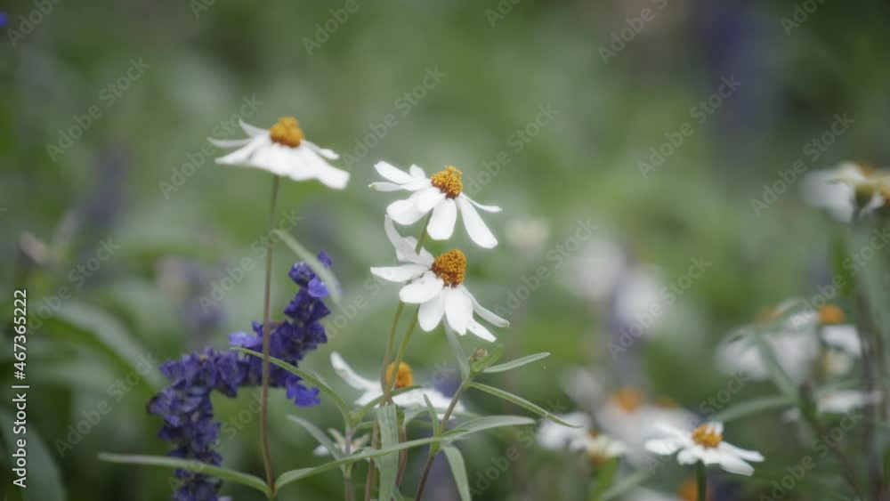 Close up of wild white asters blooming. Slow motion, shallow depth of field. Close up of wild white asters blooming. Slow motion, shallow depth of field.